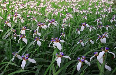 好评作品《Baba Is You》衍生新作限时免费领取